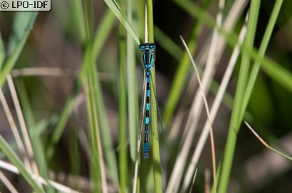 Agrion de Mercure