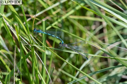 Agrion de Mercure