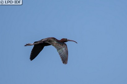 Ibis falcinelle