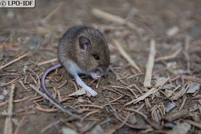 Mulot alpestre