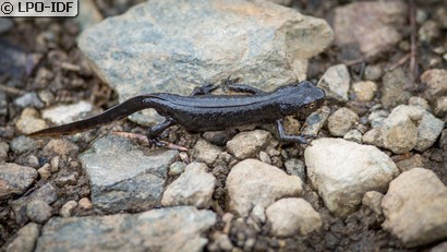 Triton alpestre