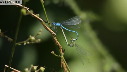 Naïade aux yeux bleus