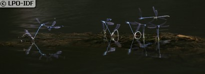 Agrion jouvencelle