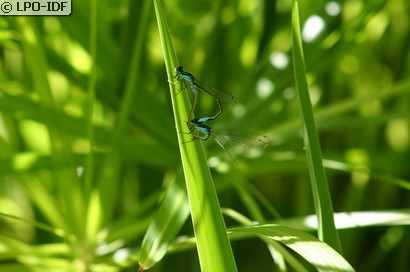 Agrion élégant