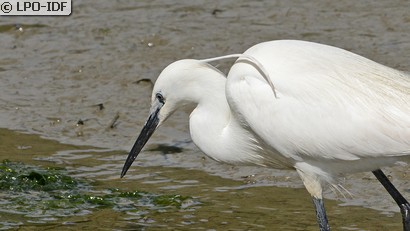 Aigrette garzette