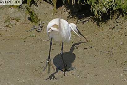 Aigrette garzette