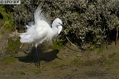 Aigrette garzette