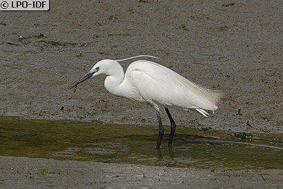 Aigrette garzette