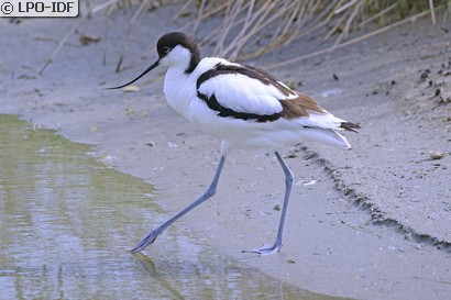 Avocette élégante