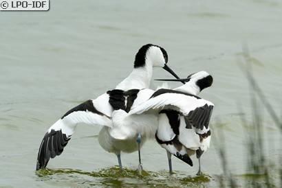 Avocette élégante