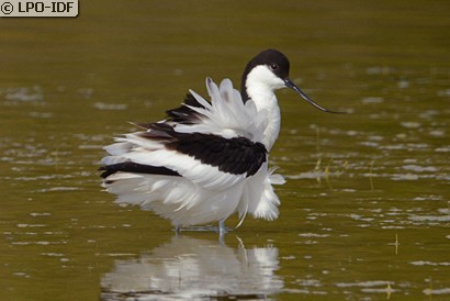 Avocette élégante