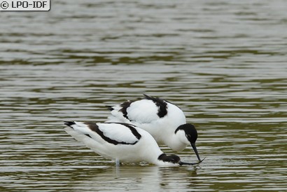 Avocette élégante