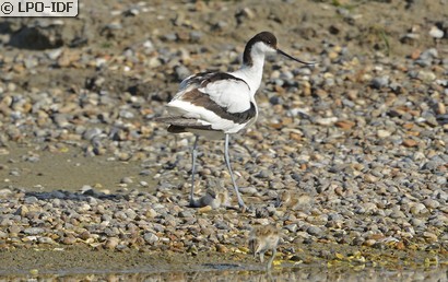 Avocette élégante