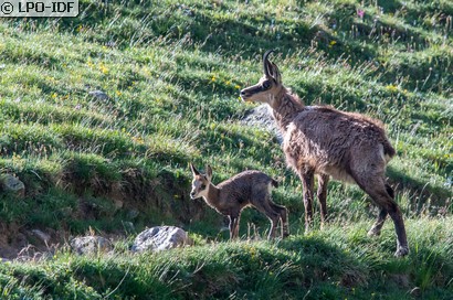 Chamois
