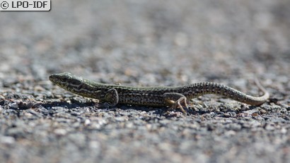 Lézard des murailles