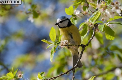 Mésange bleue