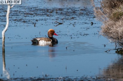 Nette rousse