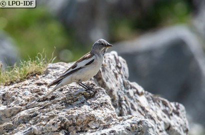Niverolle alpine