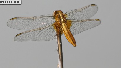 Crocothémis écarlate