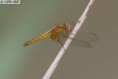 Crocothémis écarlate