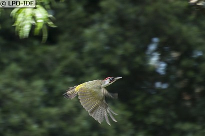 Pic vert