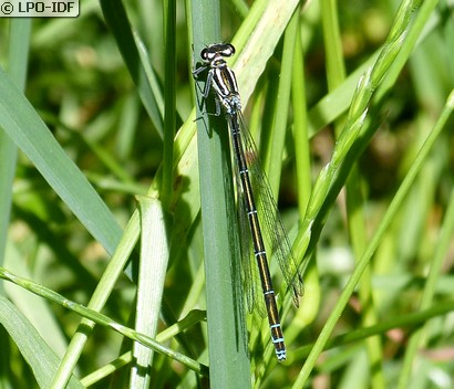 Agrion de Mercure