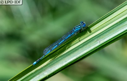 Naïade aux yeux bleus