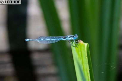 Naïade aux yeux bleus