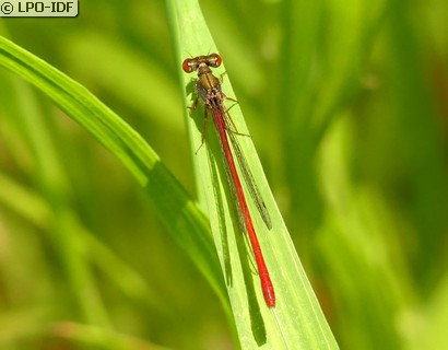 Agrion délicat