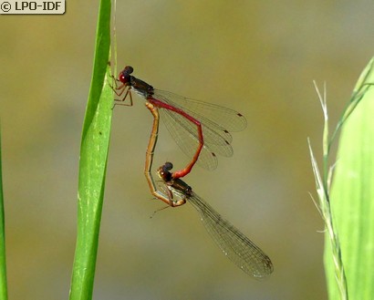 Agrion délicat