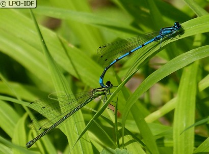 Agrion jouvencelle