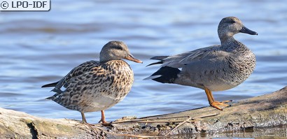 Canard chipeau