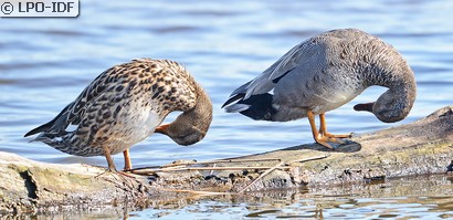 Canard chipeau
