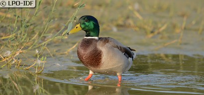 Canard colvert