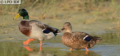 Canard colvert