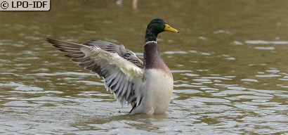 Canard colvert