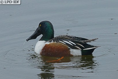 Canard souchet