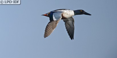 Canard souchet