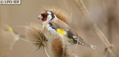 Chardonneret élégant