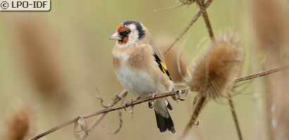 Chardonneret élégant
