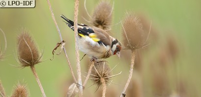 Chardonneret élégant
