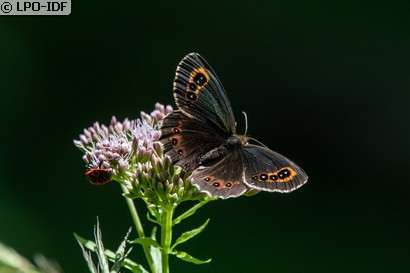 Moiré sylvicole