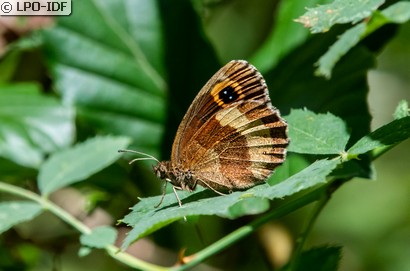 Moiré sylvicole