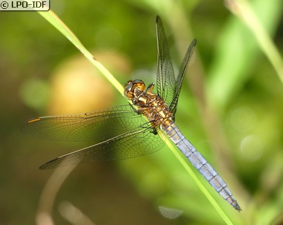 Orthétrum bleuissant
