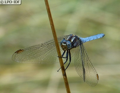 Orthétrum bleuissant