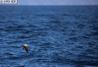 Puffin cendré