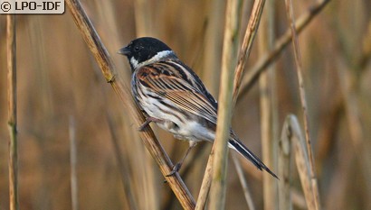 Bruant des roseaux