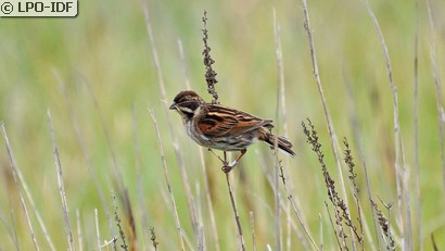 Bruant des roseaux