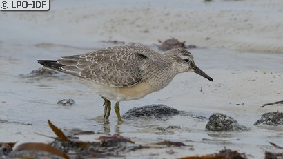Bécasseau maubèche
