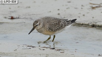 Bécasseau maubèche